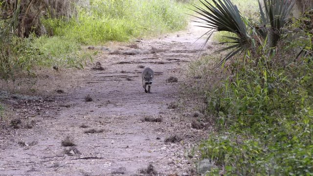 wild raccoon walking on a trail