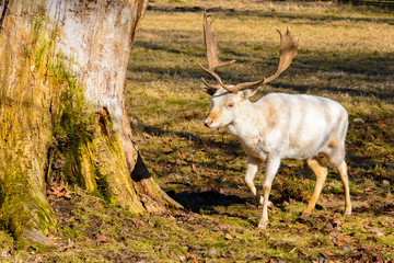 Herd of white fallow deer in nature at sunset. Fallow deer in rut. Latin name - Dama dama. Rare albino fallow deer.