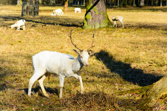Herd of white fallow deer in nature at sunset. Fallow deer in rut. Latin name - Dama dama. Rare albino fallow deer.