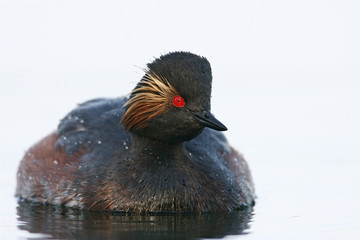 Black-necked grebe (Podiceps nigricollis) swimming in water, the Netherlands	