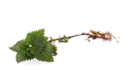 Stinging nettle, isolated on white background
