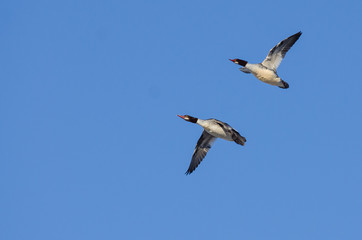 Pair of Common Mergansers Flying in a Blue Sky