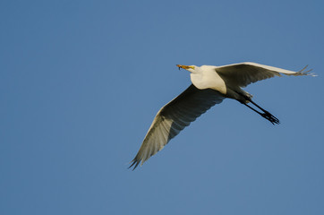 Great Egret Carrying a Caught Fish as it Flies in a Blue Sky