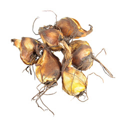 Bulbs of tiger flower (Tigridia pavonia) isolated on white background