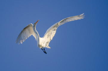 Great Egret Flying in a Blue Sky