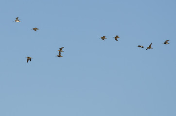 Large Flock of Wilson's Snipe Flying in a Blue Sky