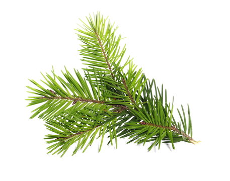 pine branch isolated on white background