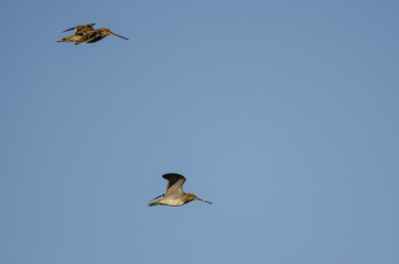 Pair of Wilson's Snipe Flying in a Blue Sky