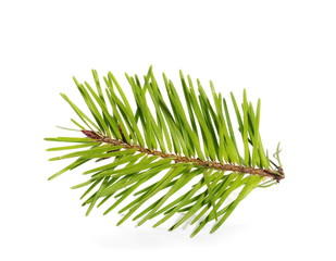 pine branch isolated on white background