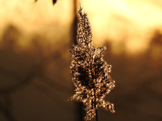 reed at sunset 5