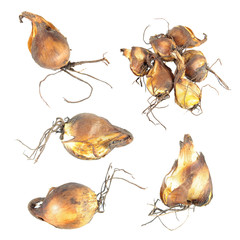 Bulbs of tiger flower (Tigridia pavonia) isolated on white background