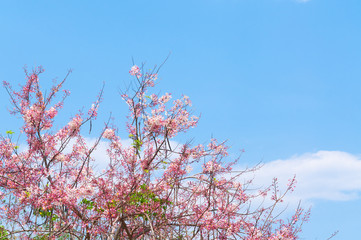 Cherry Blossoms,Pink flowers on blue sky for background