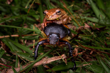 Rana