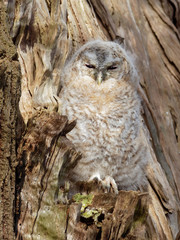 Young Tawny Owl - Strix Aluco