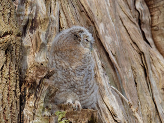 Young Tawny Owl - Strix Aluco