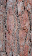 Kieferrinde, Kiefer, Pinus sylvestris