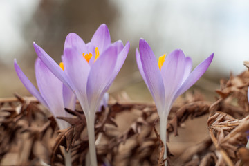 Spring purple crocus. Blooming crocuses in the clearing. The plant on the saffron. Flowers on macro whit blur background.