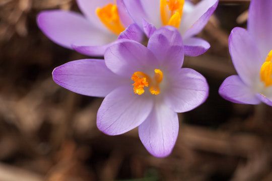 Spring purple crocus. Blooming crocuses in the clearing. The plant on the saffron. Flowers on macro whit blur background.