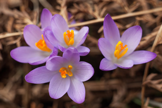 Spring purple crocus. Blooming crocuses in the clearing. The plant on the saffron. Flowers on macro whit blur background.