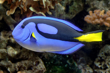 Fototapeta na wymiar Blue Tang fish