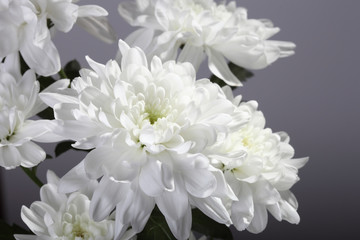 White chrysanthemums on a gray background.