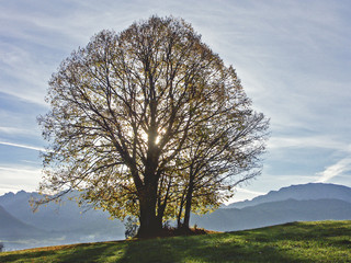 Einsamer Herbstbaum