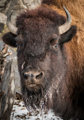 American Bison