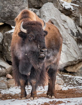 American Bison Snort