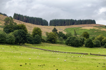 Fototapeta premium Sheep farm outside of Crieff in Scotland, United Kingdom.