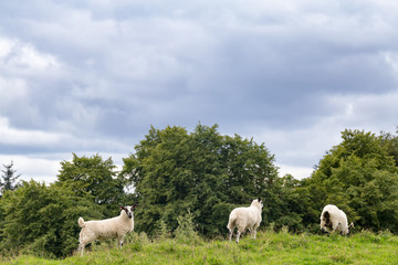 Fototapeta na wymiar Three sheep isolated in a field outside of Crieff in Scotland.