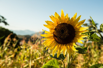 Sunflower in southern Italy