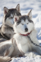 Huskies