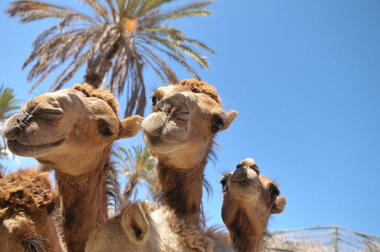 Curiosity and the joy of camels in Oasis Park Zoo on the one of the Canary Islands - Fuerteventura. Interesting and hot summer.