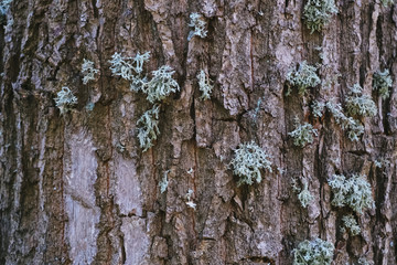 Green lichen on old wood bark texture