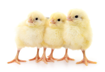 Three cute chicks.