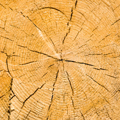 Fototapeta premium slice of wood chopped texture