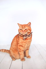 Naklejka na ściany i meble Ginger cat with the bow tie sitting on the wooden background . Animal portrait. Cozy spring morning at home. Cute background with place for text. 