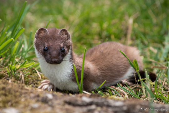 British Wildlife Weasel