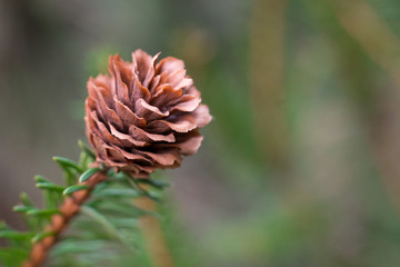 Small cones on the branch