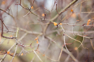 many branches and yellow leaves