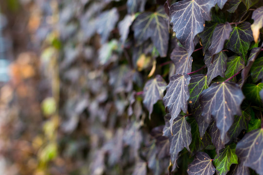 Ivy beautifully grows on the old stone house
