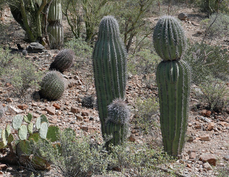 Drei in einer Gruppe gepflanzte Saguaro-Kakteen, die wie eine Familie aussehen