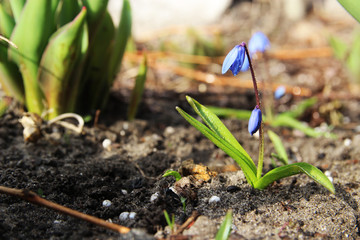 Blue spring flower.Scilla