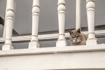 Cat in Chile on a White wooden Post Balcony