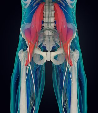 Human anatomy, psoas muscle, soul muscle, core strength, yoga, pilates. 3D illustration