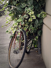 Fototapeta na wymiar Vintage Bicycle Overgrown with Ivy