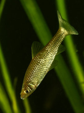 Stone moroko, Pseudorasbora parva fish