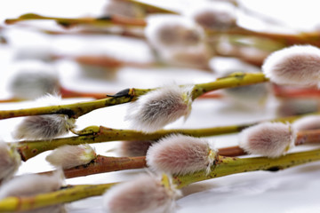 Pussy willow branch.