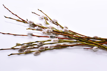 Pussy willow branch.
