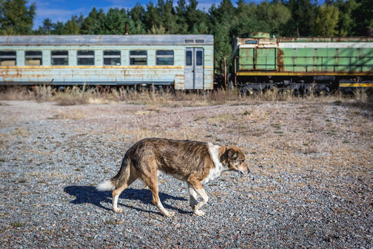 Deserted Yaniv railroad station near Pripyat city in Chernobyl Exclusion Zone, Ukraine